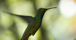 colibri en la mesa kau hotel